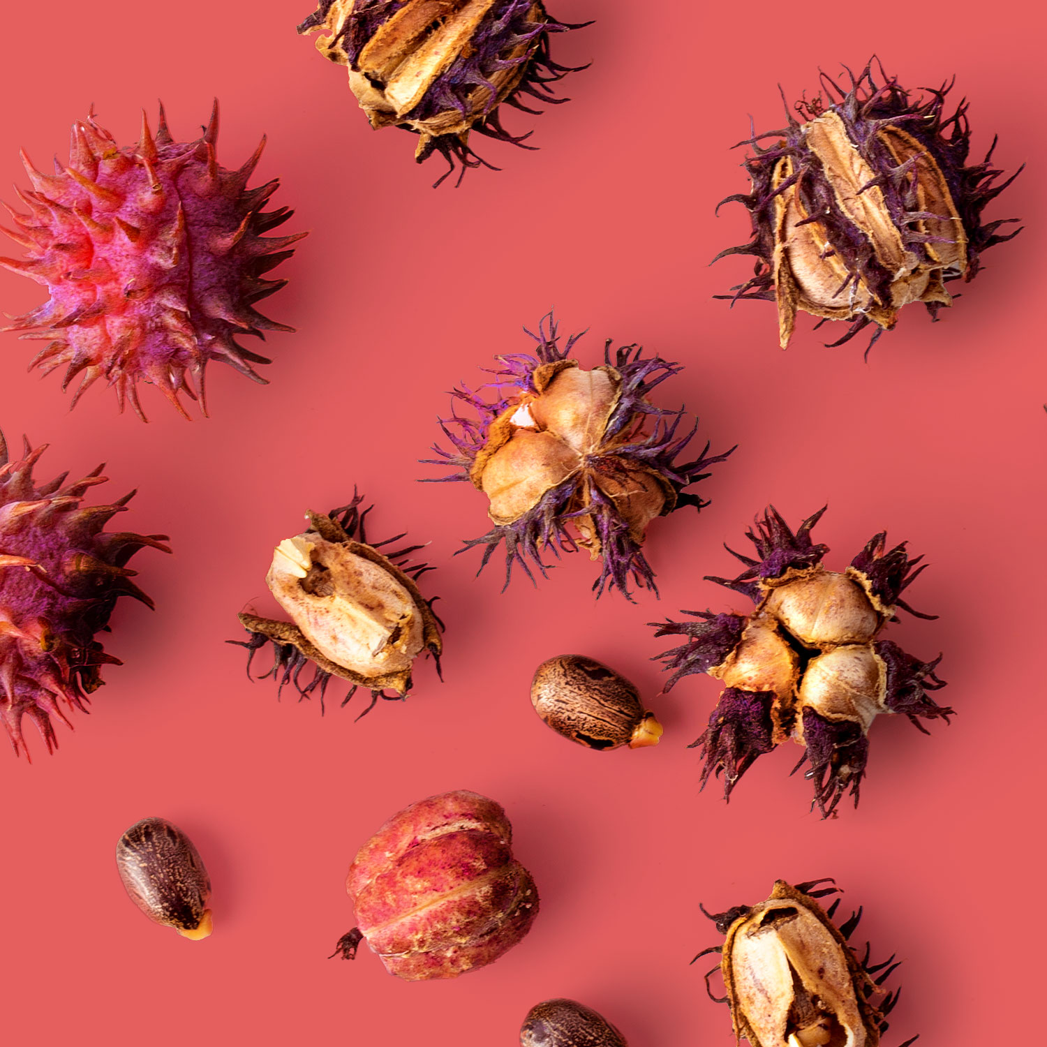 huile végétale de Ricin